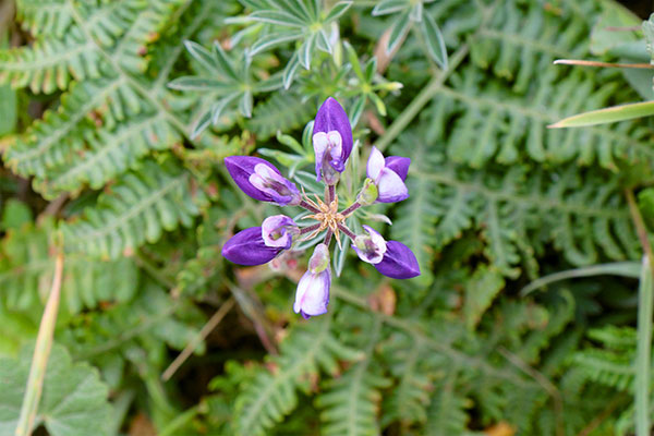 Some of the many flowers at Point Reyes National Seashore