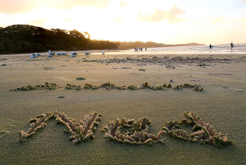 Yet another attempt at focus stacking: Ned & Seagulls on Stradbroke Island