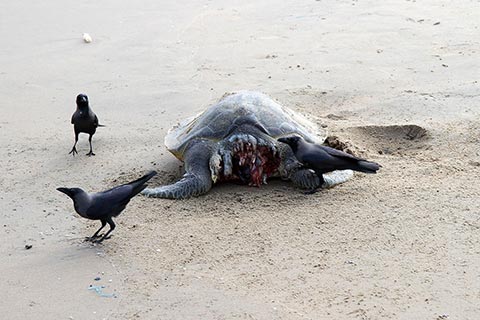 Mamallapurum is essentially a fishing village, so many dead things live here