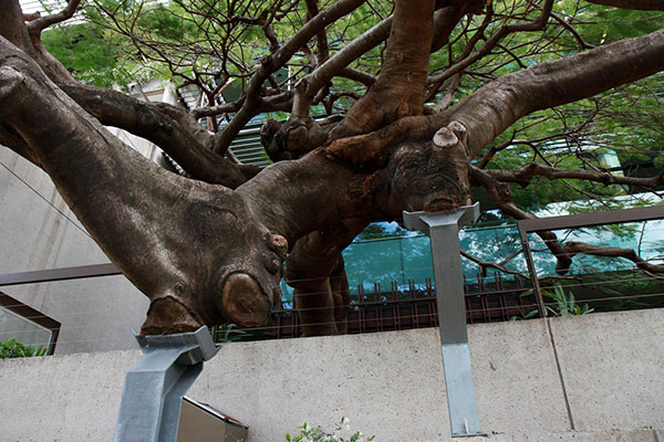 Fantastic tree at GoMA