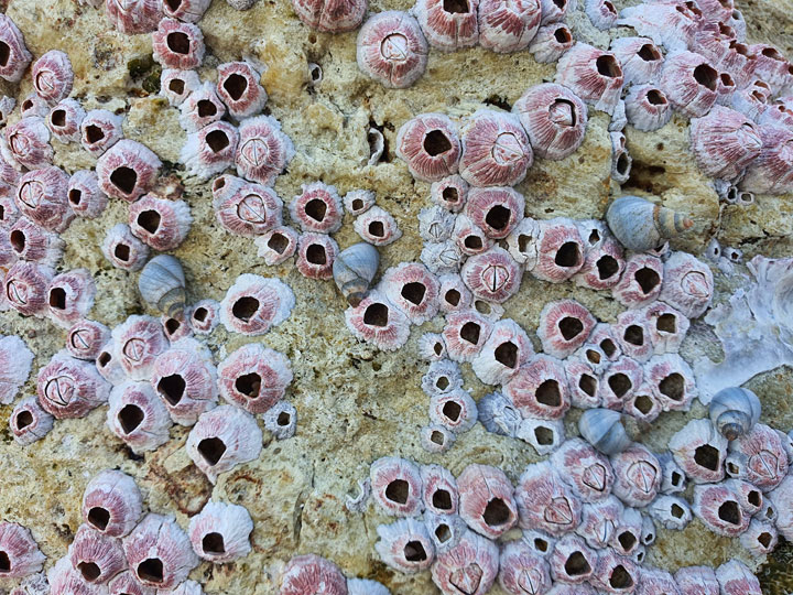 Barnacles