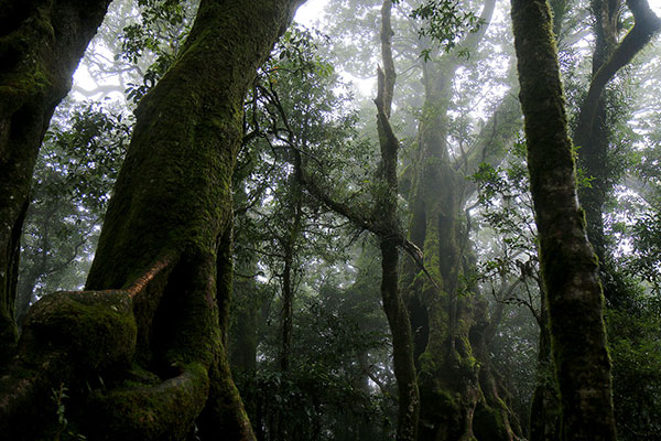 Ancient Antarctic beech forest at Best of All Lookout