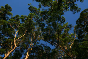 A very blue sky through the trees at a lookout along the Mount Nebo Road