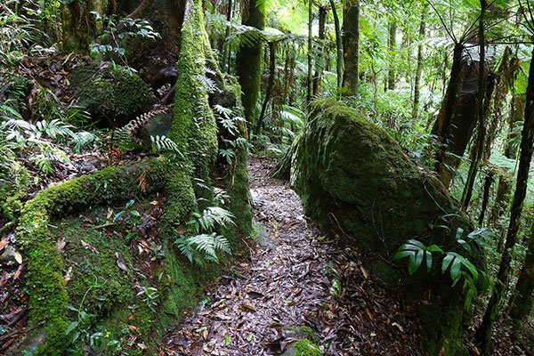 The path weaving through rocks