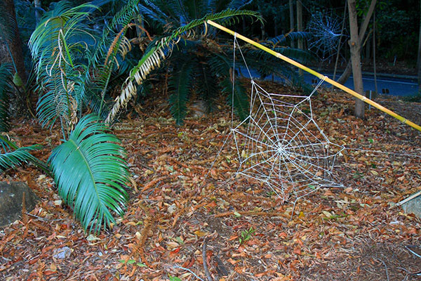 Spiderwebs, Mount Coot-Tha Botanic Gardens