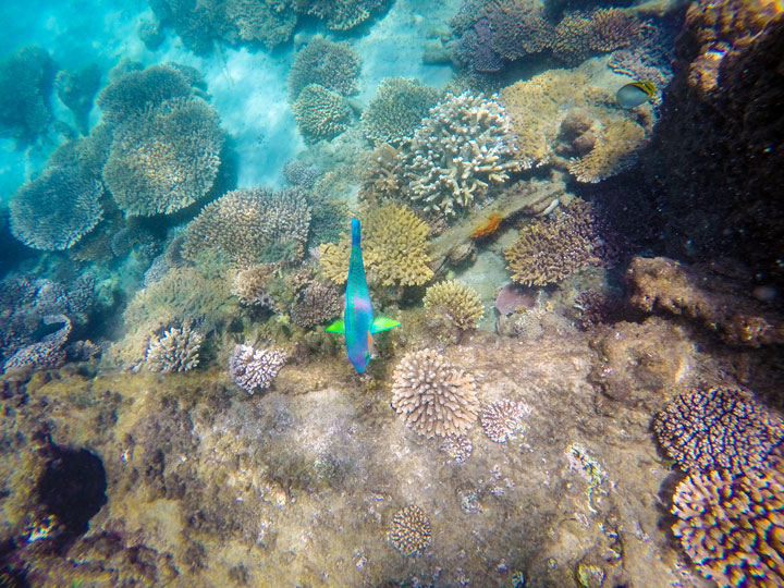 Snorkelling at Tangalooma Wrecks on Moreton Island