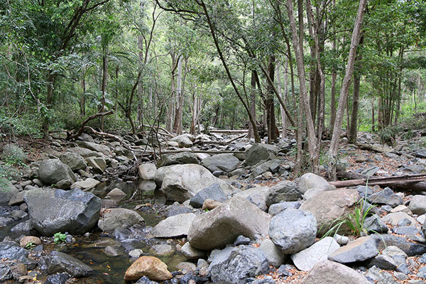 Cedar Creek (D'Aguilar National Park)