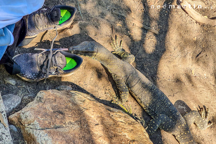 A goanna checking shoes