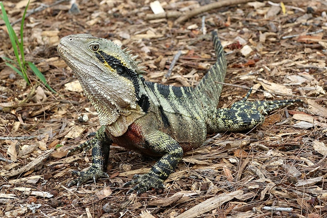 A lizard at Mount Coot-Tha Botanic Gardens