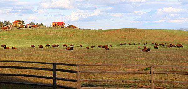 Bison doing whatever it is that Bison do