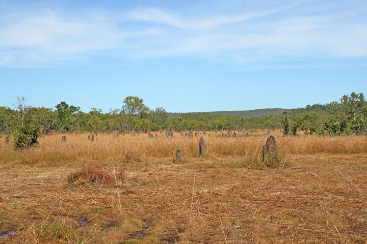 Magnetic Termite Mounds, Northern Territory