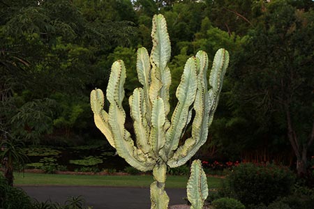 Mount Coot-Tha Botanic Gardens