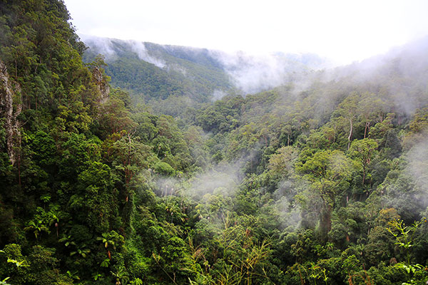 The view from Purling Brook Falls