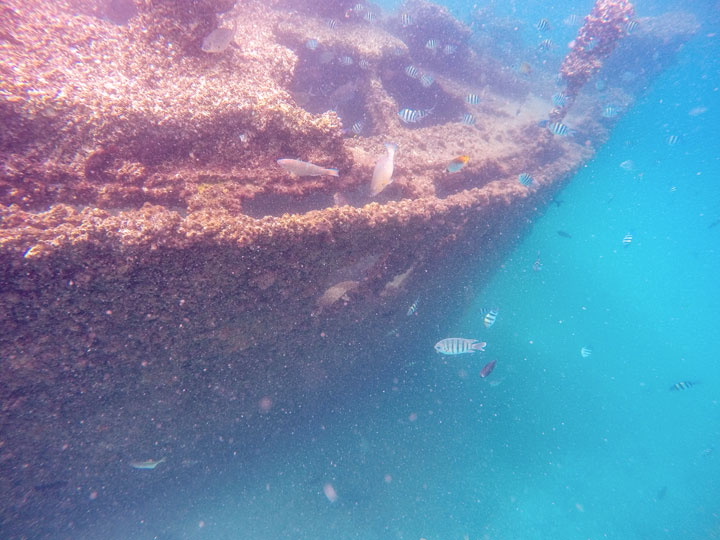 Snorkelling at Tangalooma Wrecks on Moreton Island