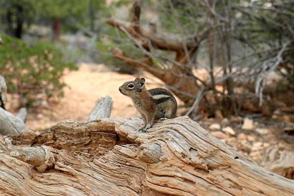 One of the first small and cute animals we saw