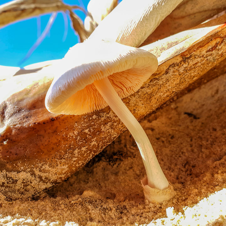 Funguses at Brown Lake, Stradbroke Island