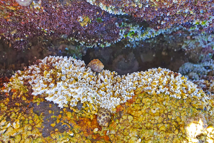 “Land Snorkelling” on Stradbroke Island