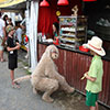 Woodford Folk Festival