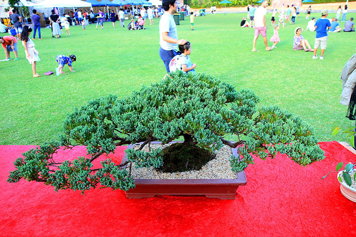 Bonsai tree at The Japanese Festival