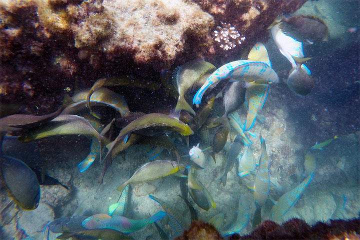 Snorkelling at Tangalooma Wrecks on Moreton Island