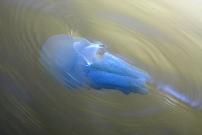 Jellyfish at Boondall Wetlands