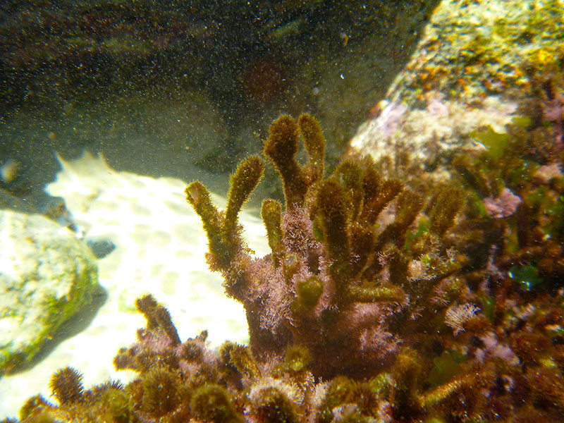 A small sea tree