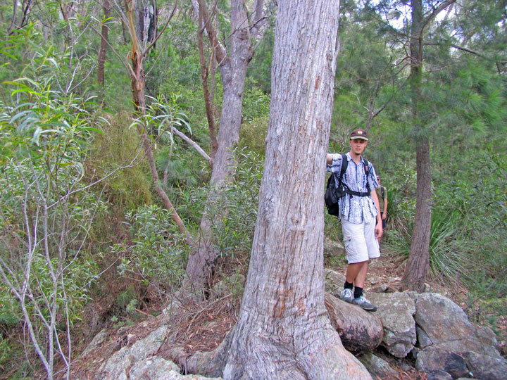 Ned, Bushwalk up Mt Barney  via South (Peasant's) Ridge