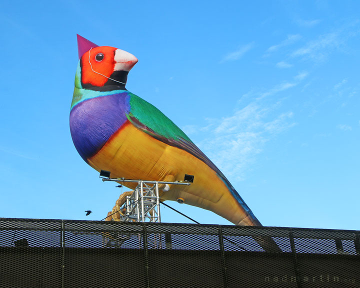 Messenger Birds, Brisbane Festival, South Bank
