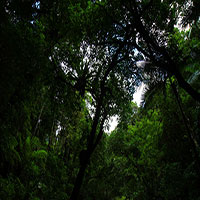 Staghorns and the rainforest canopy