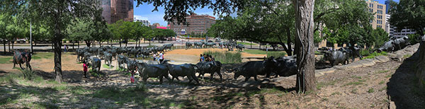 Many Texan cows