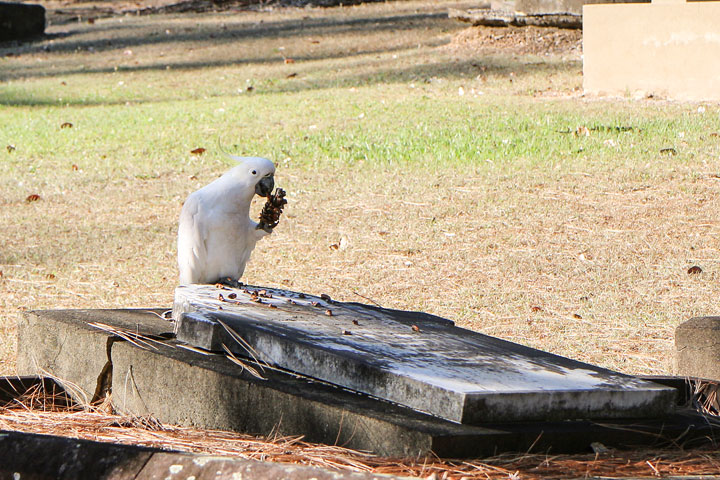 Toowong Cemetery