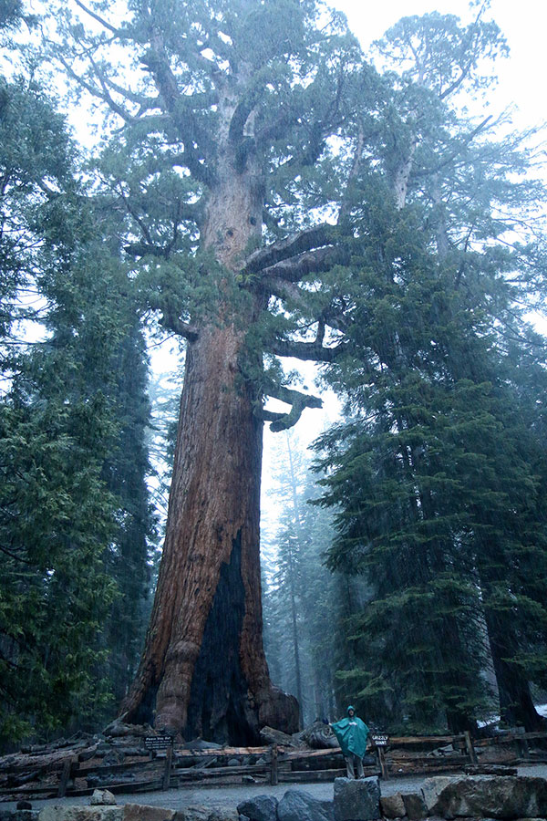 Ned in front of Grizzly Giant