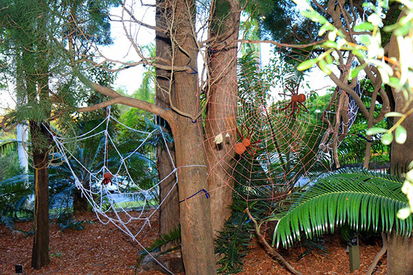 Spiderwebs, Mount Coot-Tha Botanic Gardens