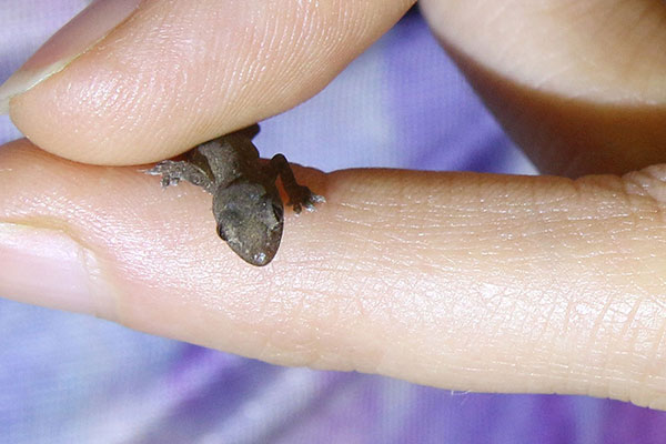 Bronwen with a baby gecko