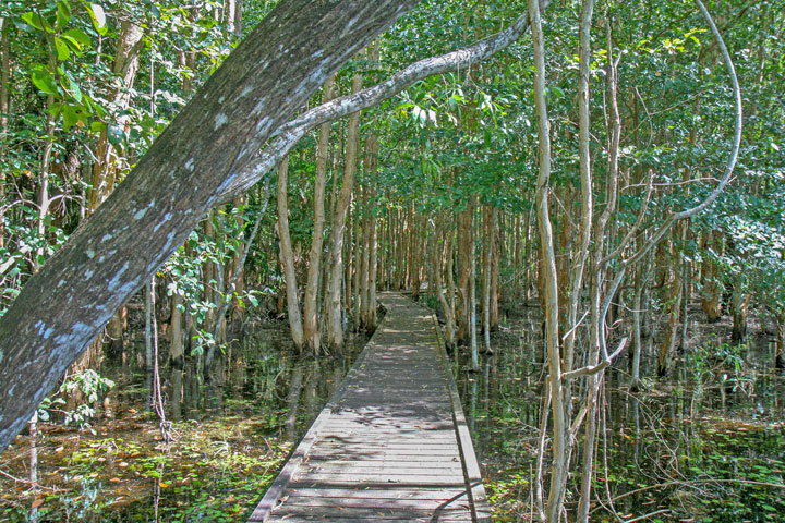 Fogg Dam Conservation Reserve, Northern Territory