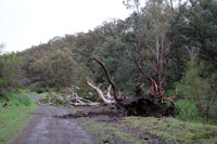 A gum tree uprooted after ferocious winds