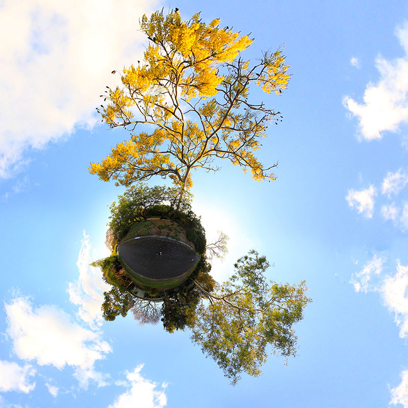 A yellow flame tree at Mt Coot-Tha Botanic Gardens