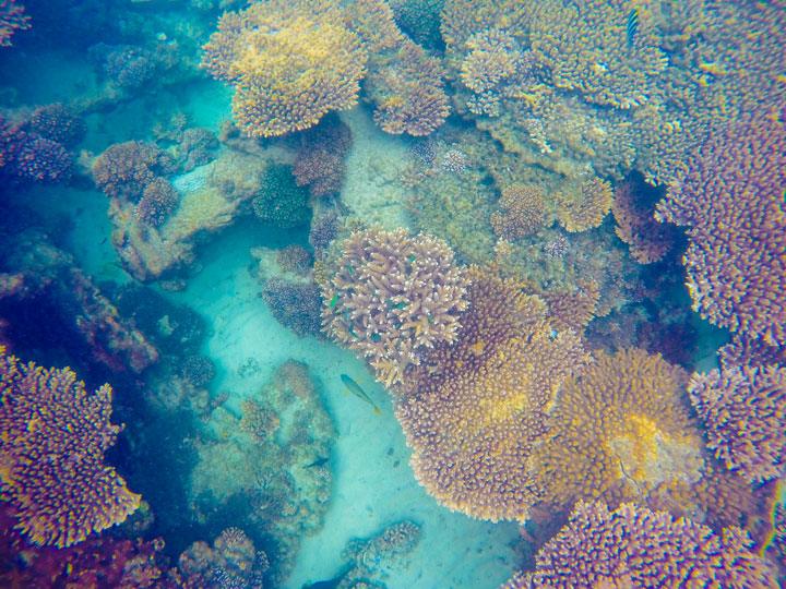 Snorkelling at Tangalooma Wrecks on Moreton Island