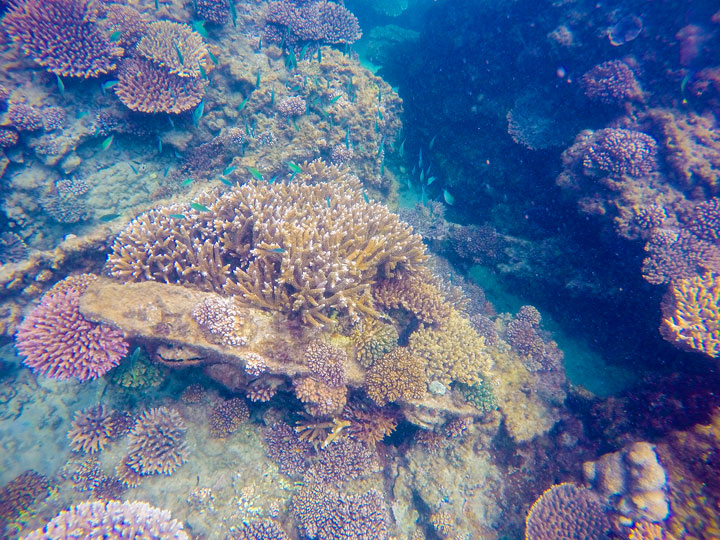 Snorkelling at Tangalooma Wrecks on Moreton Island