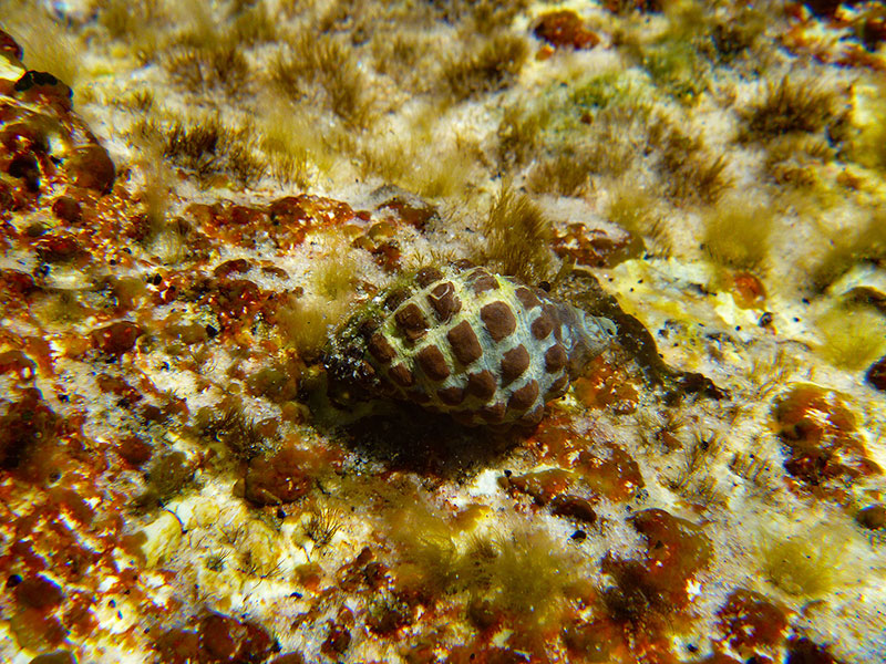 An underwater sea life, possibly on the way to the underwater sea post office