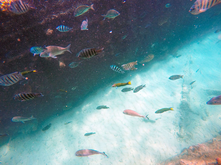 Snorkelling at Tangalooma Wrecks on Moreton Island