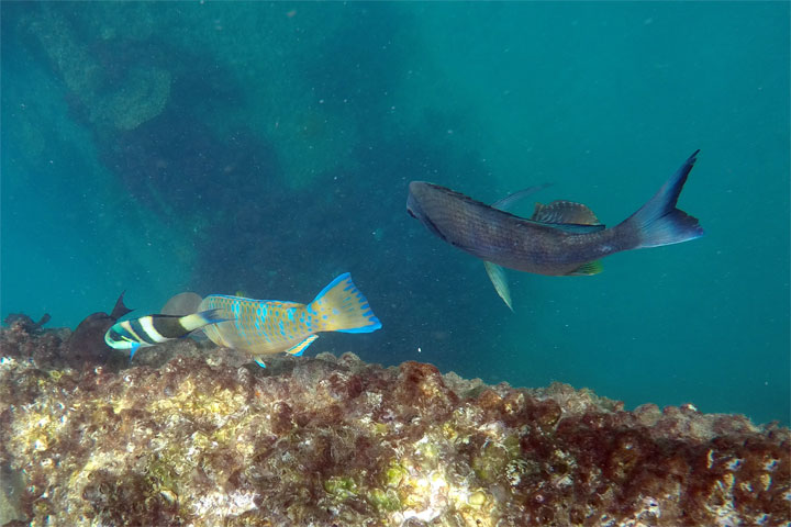 Snorkelling at Tangalooma Wrecks on Moreton Island