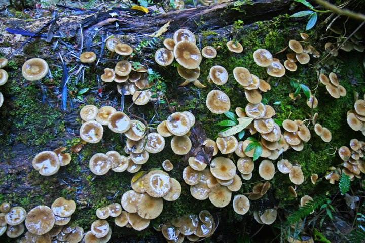 Mushrooms, Coomera Circuit