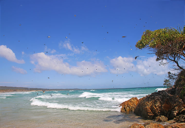 Hundreds of butterflies — Adder Rock