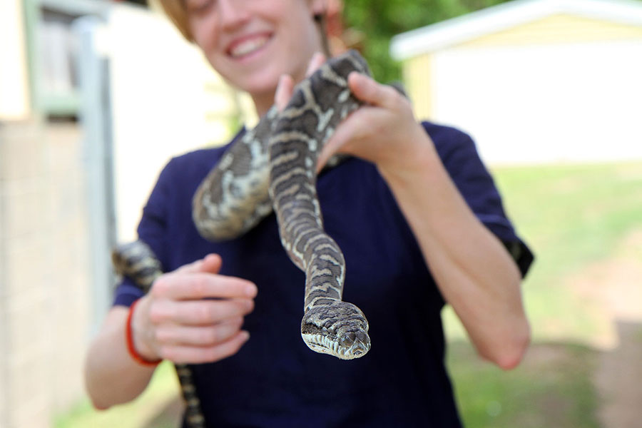 Rodga goes exploring, flying snake style.