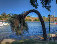 A strangely bent palm tree in the Botanic Gardens