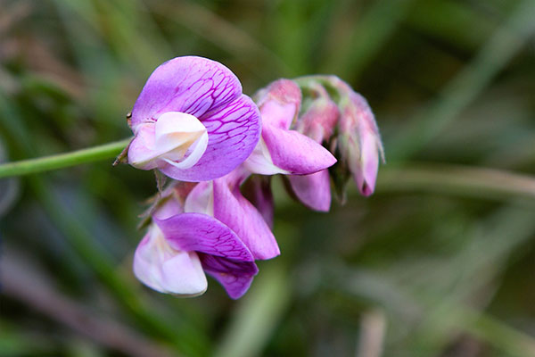 Some of the many flowers at Point Reyes National Seashore