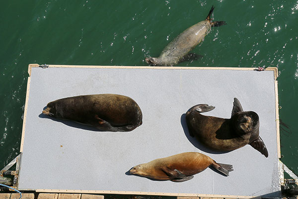 Elephant seals escaping the water at Santa Cruz