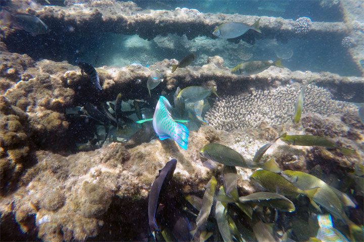 Snorkelling at Tangalooma Wrecks on Moreton Island