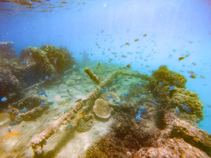 Snorkelling at Tangalooma Wrecks on Moreton Island